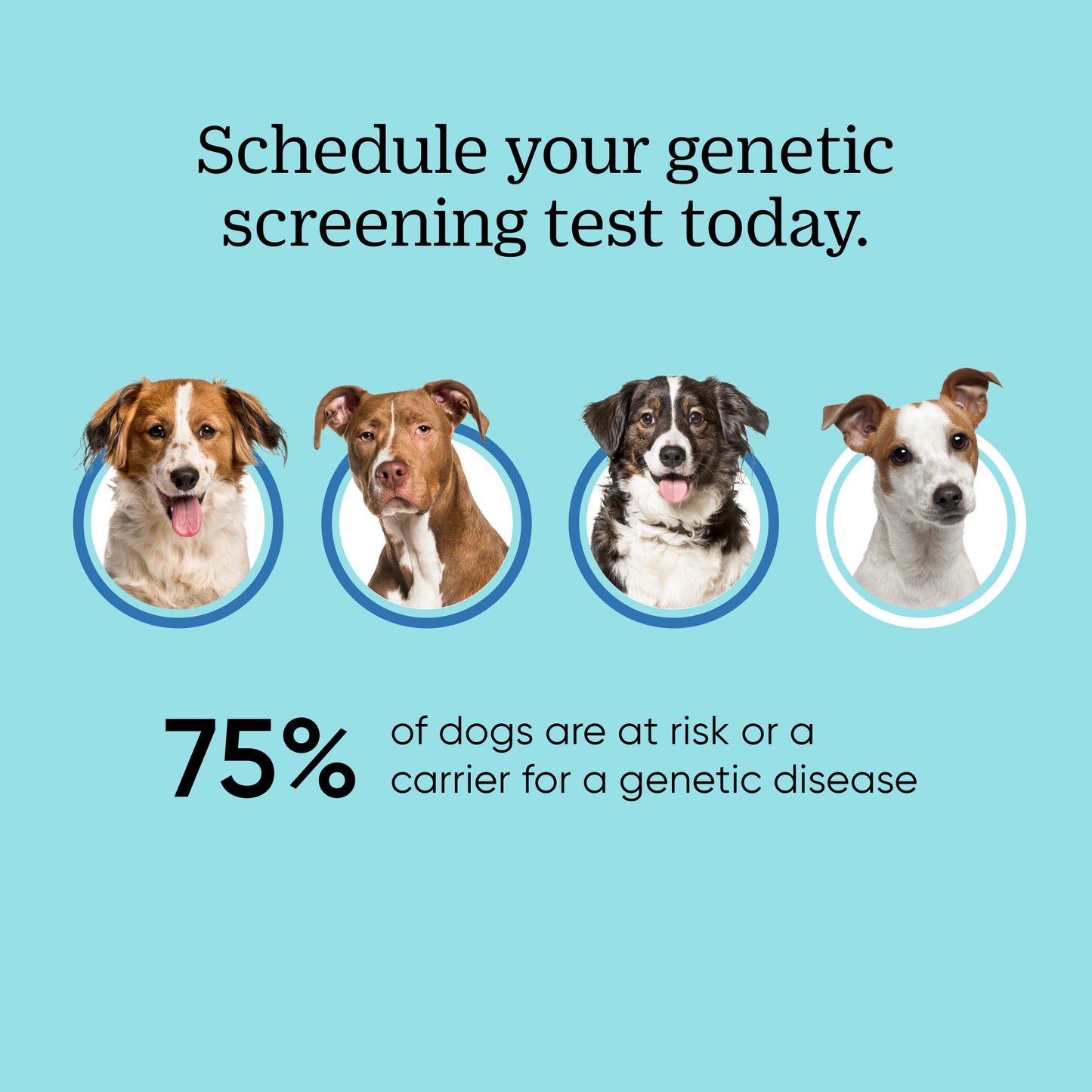Canine Genetic Health Screening