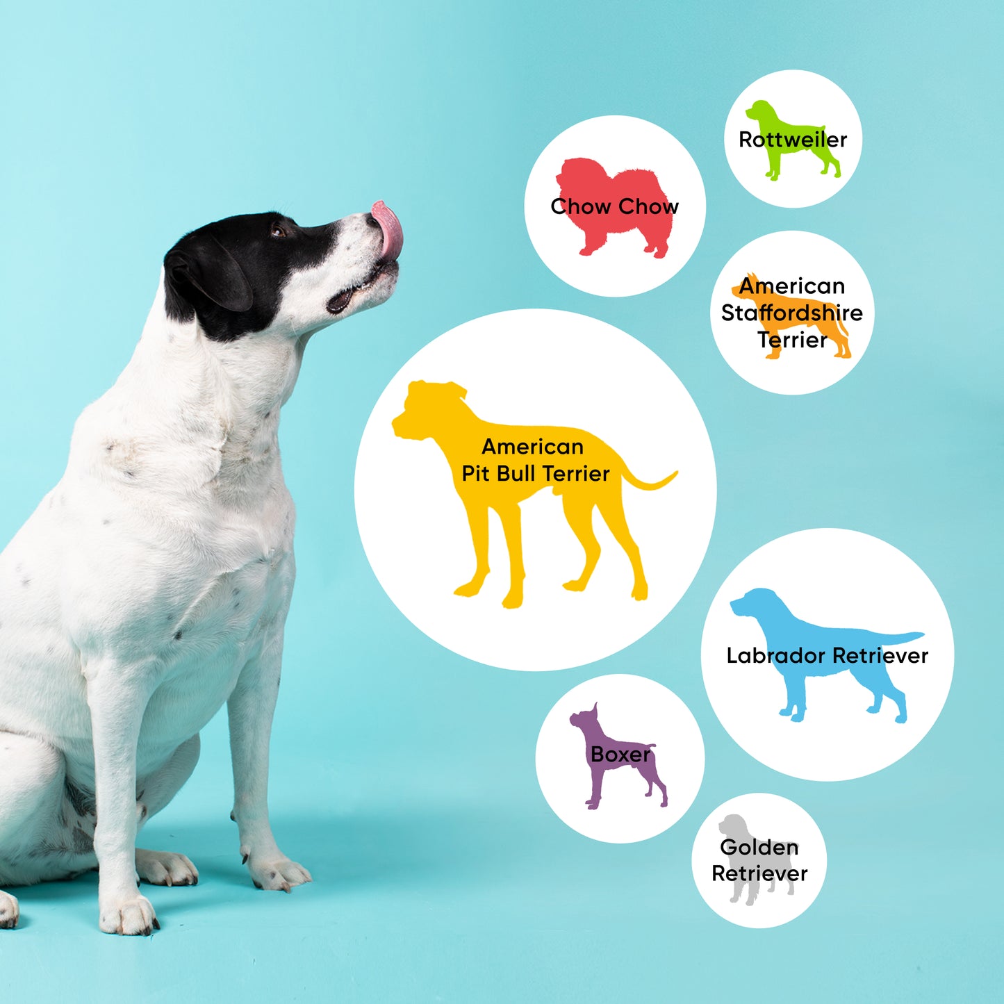Canine Genetic Health Screening
