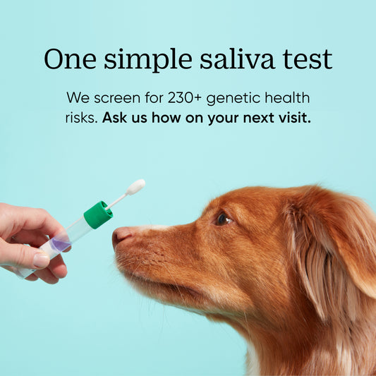 Canine Genetic Health Screening