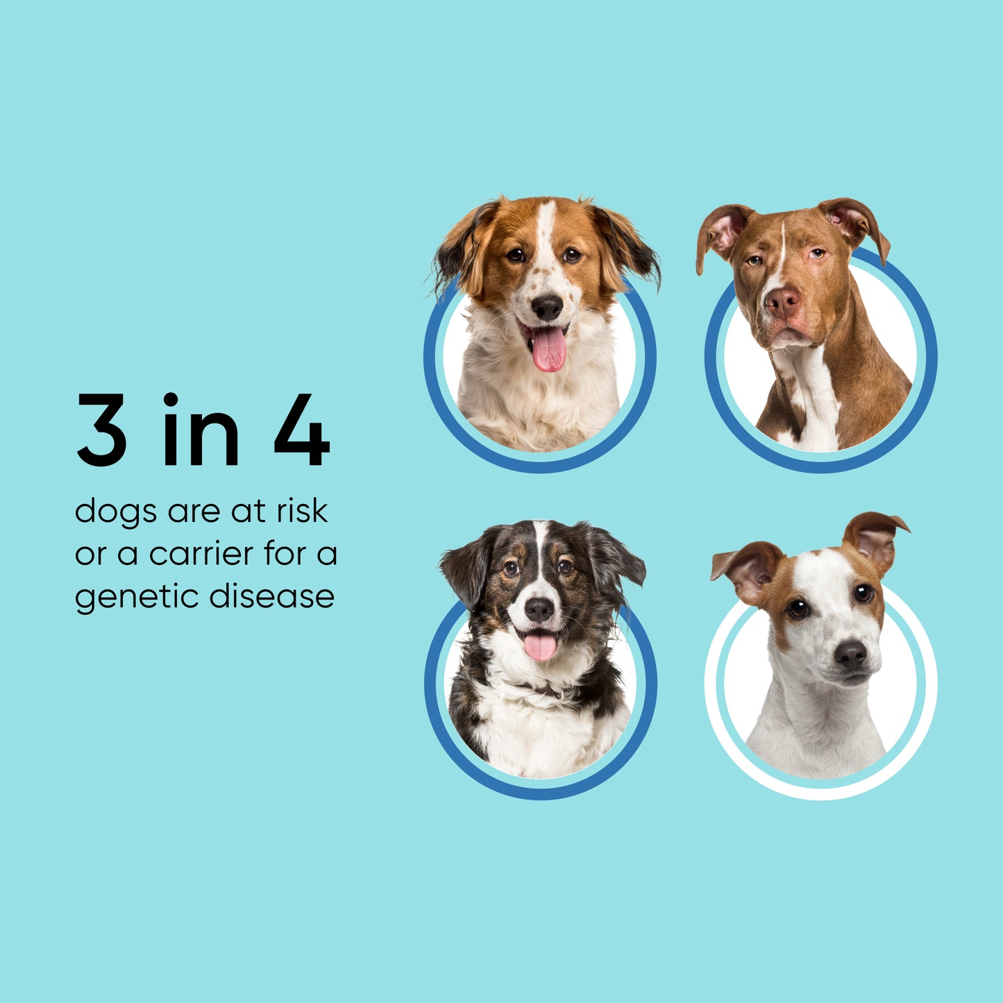 Canine Genetic Health Screening