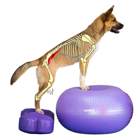 Physiotherapy Package