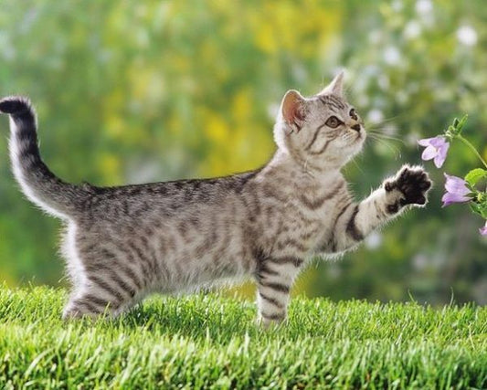 Kitty Aroma Litter