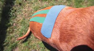 Kinesiology Taping Application