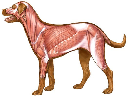 Physical Assessment