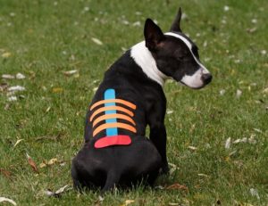 Kinesiology Taping Application