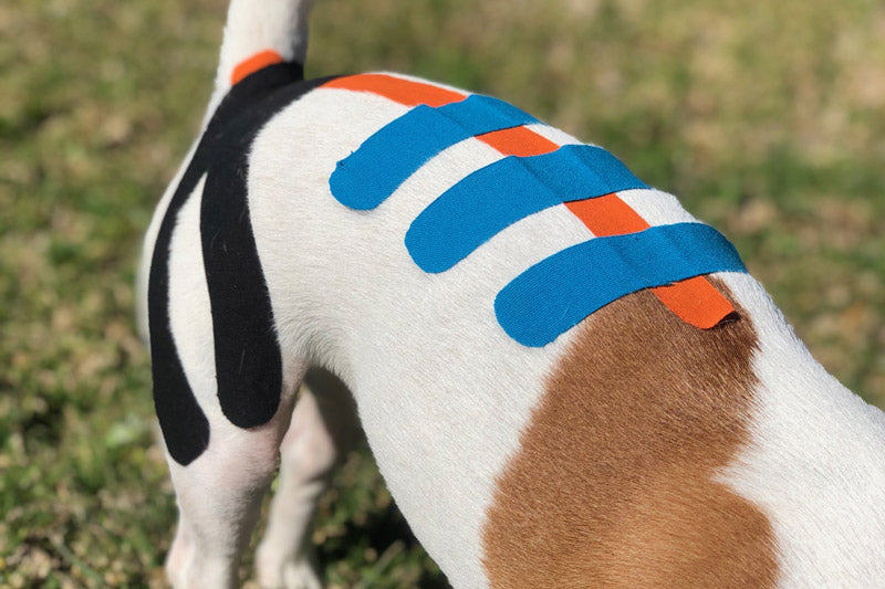 Kinesiology Taping Application